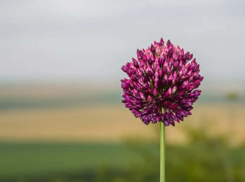 Elephant garlic