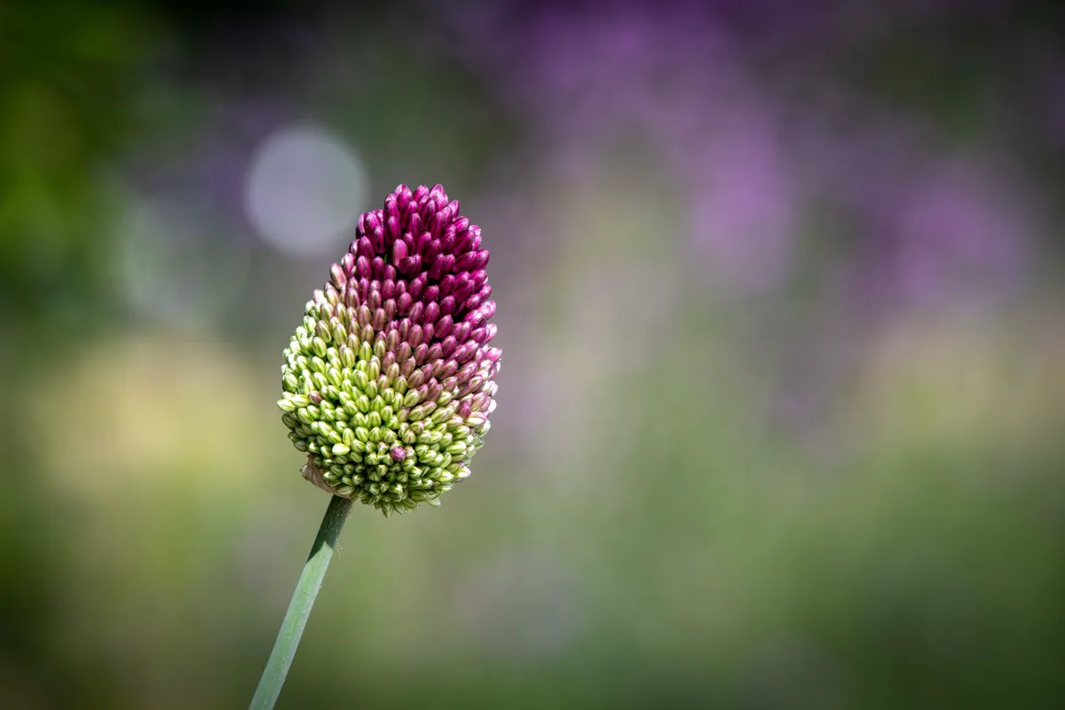 Elephant Garlic — A detailed macro shot of a drumstick allium flower with green.