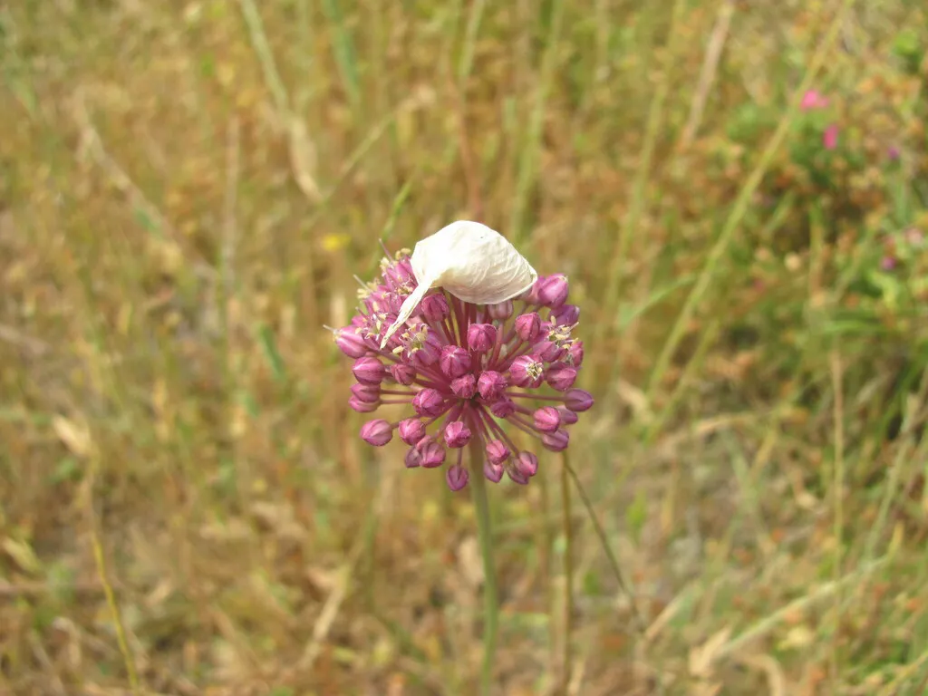 single purple elephant garlic flower