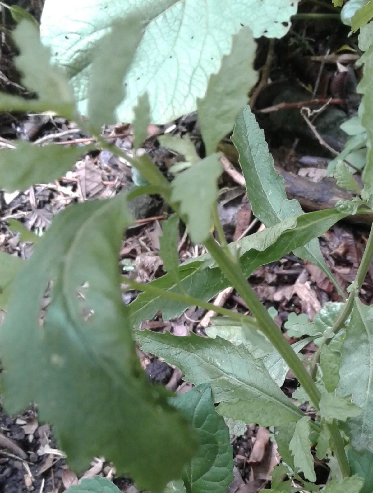 Epazote seedlings growing in loose soil among leaf litter