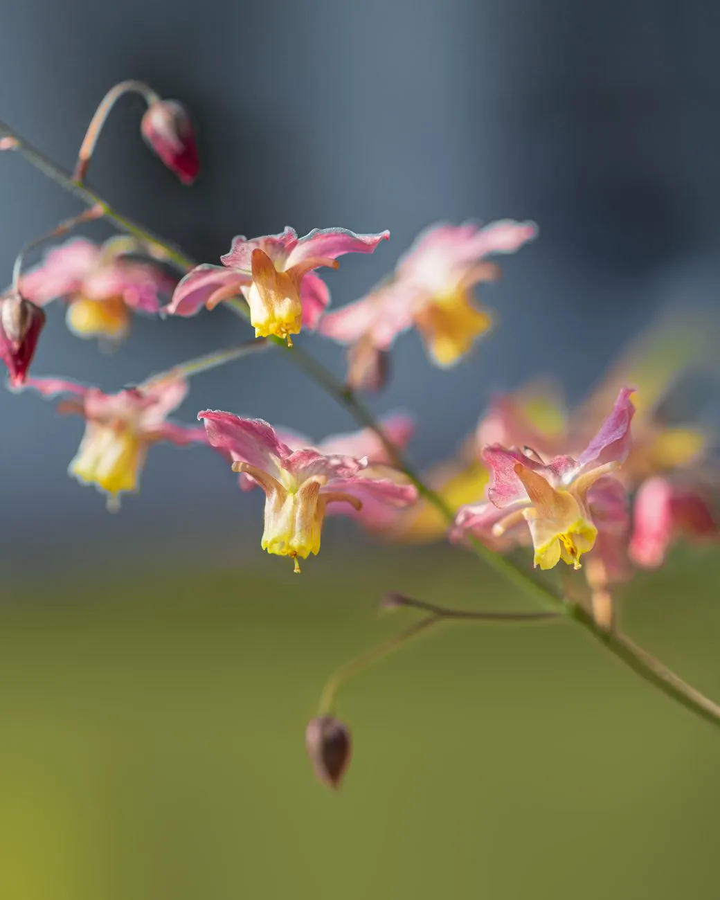 Close-up of pink and yellow Epimedium Grandiflorum flowers in bloom.