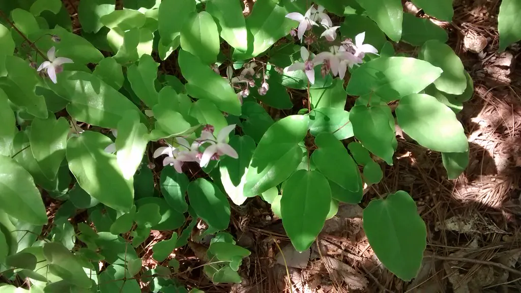Epimedium — ACH06.