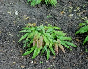 How to Grow Epimedium (Barrenwort)