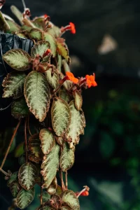 Episcia Care