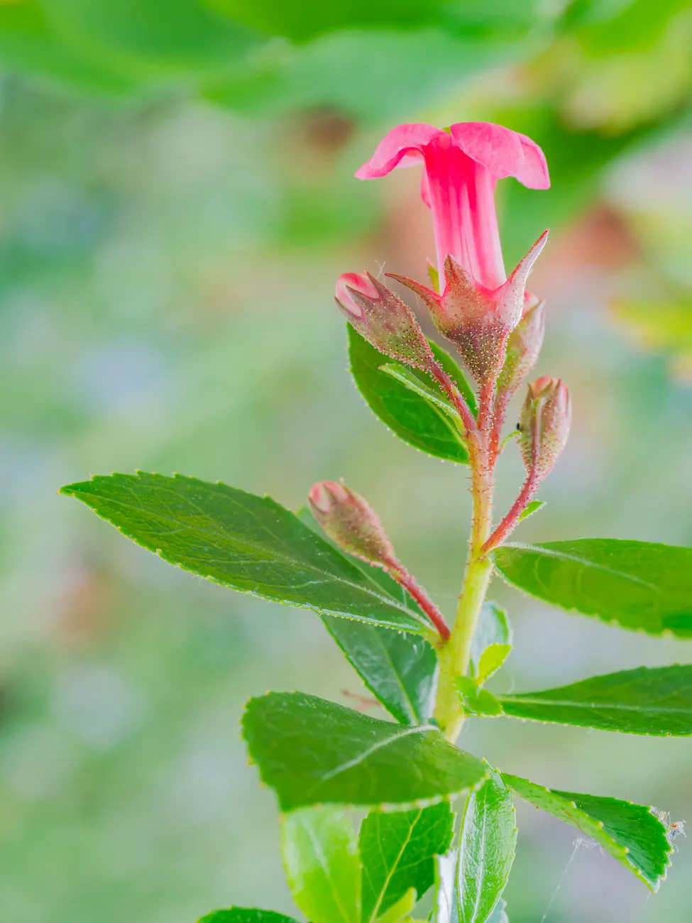 Pink Escallonia rubra flower bud surrounded by green leaves, signaling new.