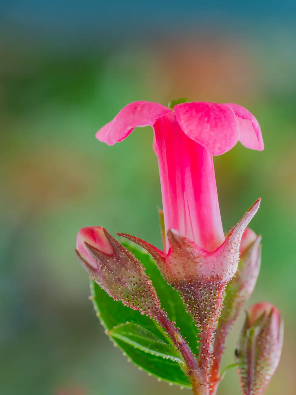 Deep pink tubular escallonia flower opening on a stem