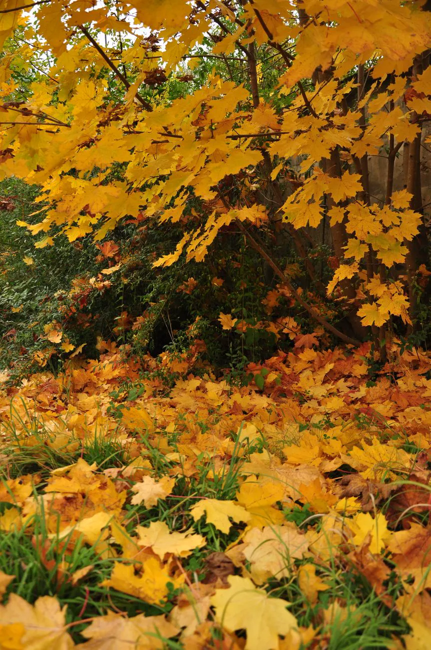 Fall Gardening Checklist — yellow autumn leaves on a maple tree.