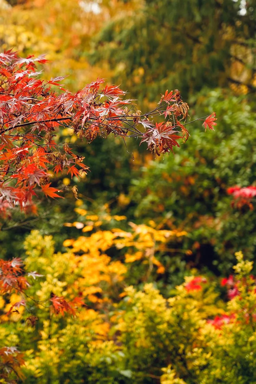 Bright autumn leaves in a garden setting.