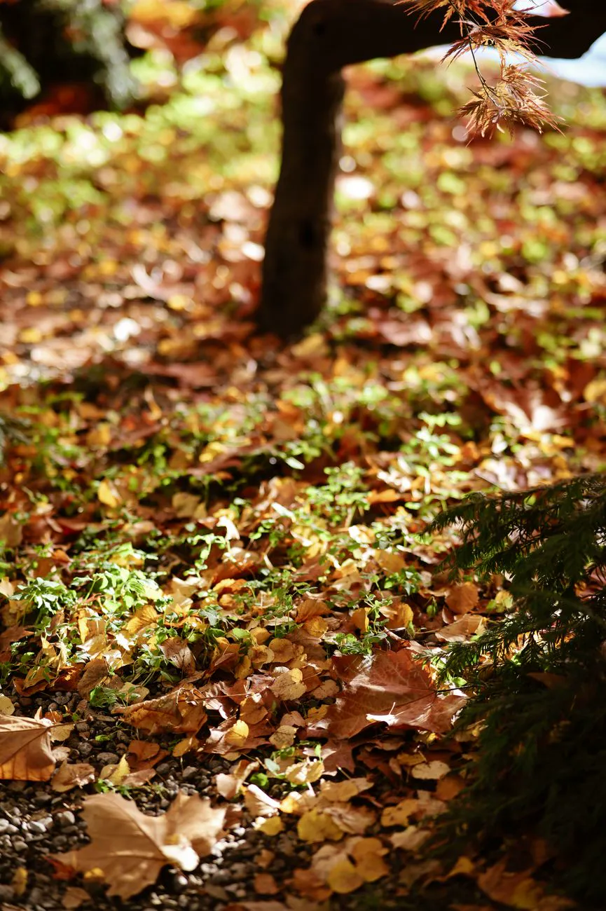 Golden autumn leaves scattered on a forest floor.