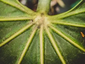 Fatsia Japonica Care (Japanese Aralia): Shade-Loving Indoor Guide