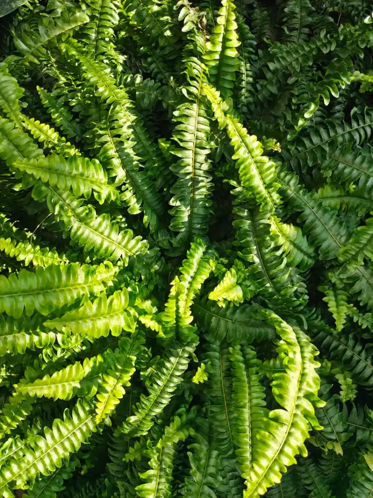 Ferns — Gardening Guider