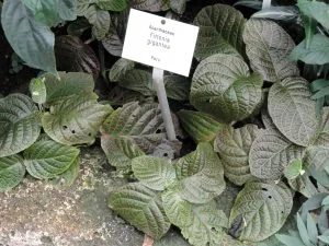 Fittonia Care Guide