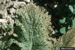 Flea Beetles