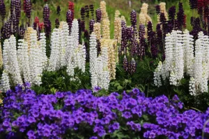 Flower Bed Design for Beginners