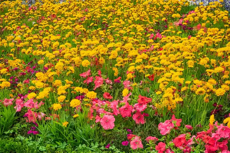 Flower Garden — Gardening Guider