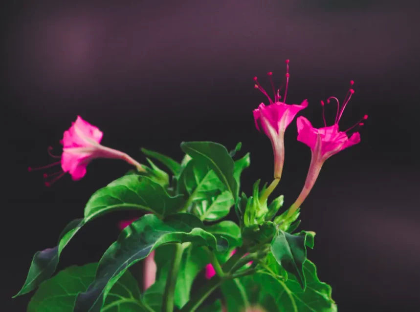 Four oclock flowers