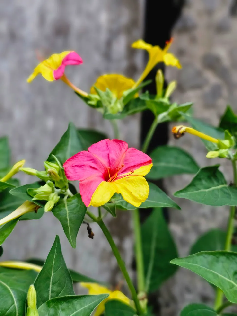 Mirabilis jalapa flowers with pink and yellow petals.
