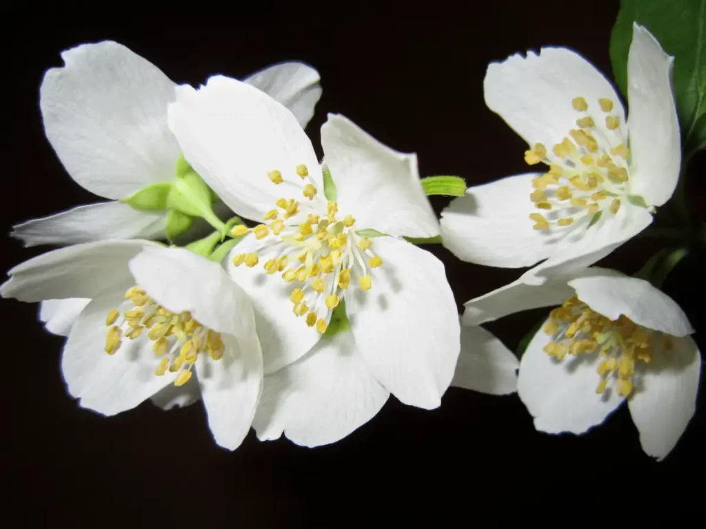 Fragrant — Gardening Guider