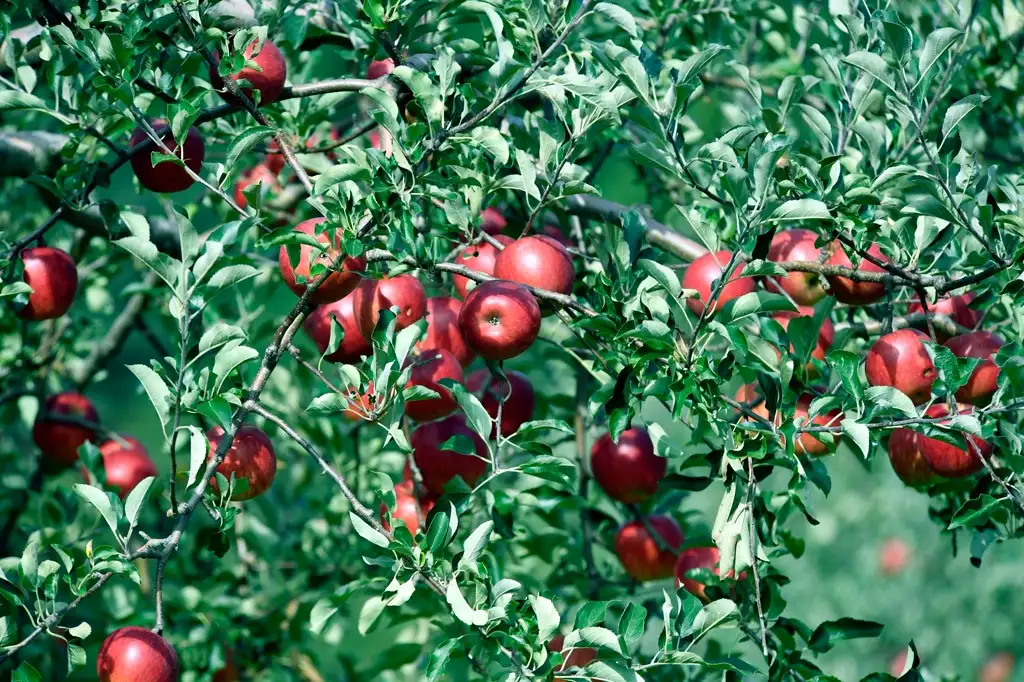 Fruit Trees — Gardening Guider
