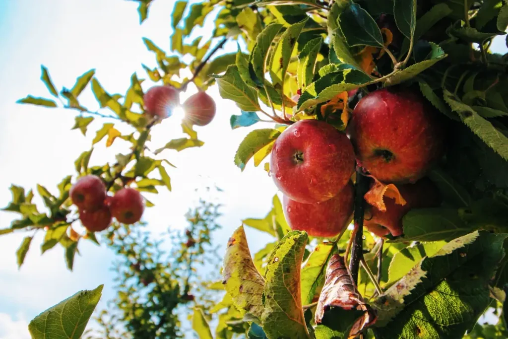Fruits — Gardening Guider