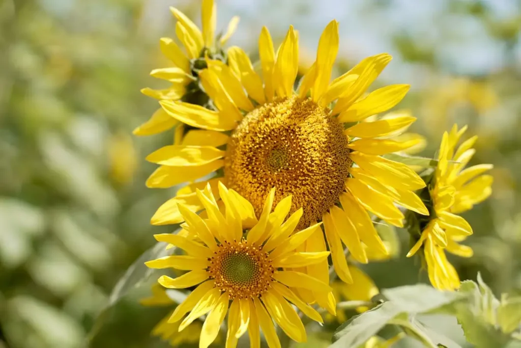 Full Sun — Gardening Guider