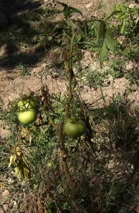 Fusarium Wilt