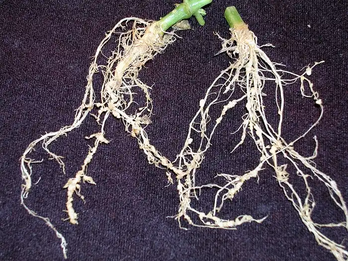 Galled, stunted root system of a cucumber plant infested with root-knot nematodes.