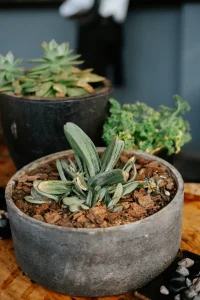 How to Grow Gasteria