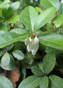 How to Grow Gaultheria