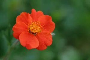 How to Grow Geum (Avens)
