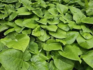 How to Grow Giloy