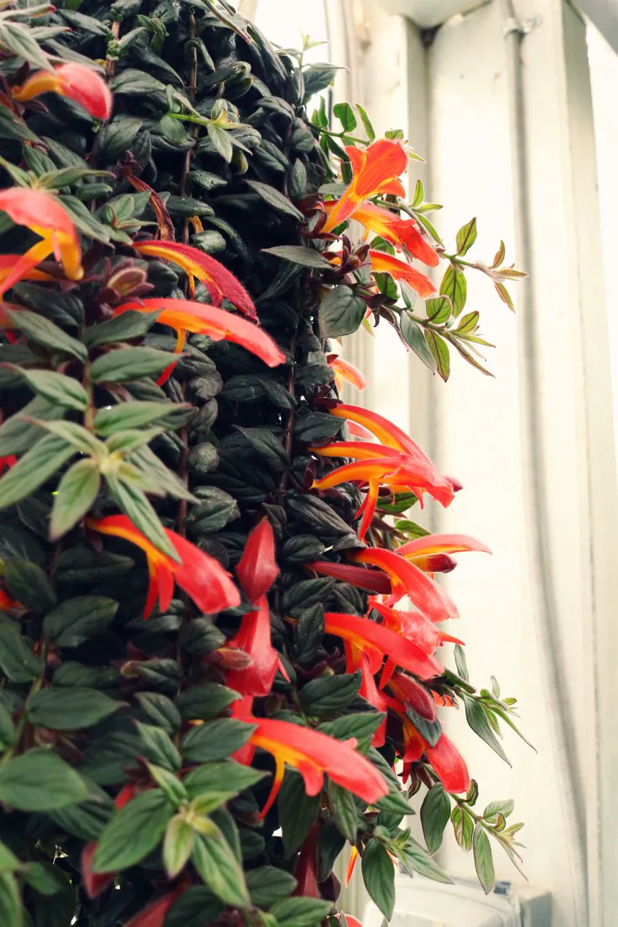 Goldfish Plant — From below of blooming Columnea Arguta with yellow red flowers and green.
