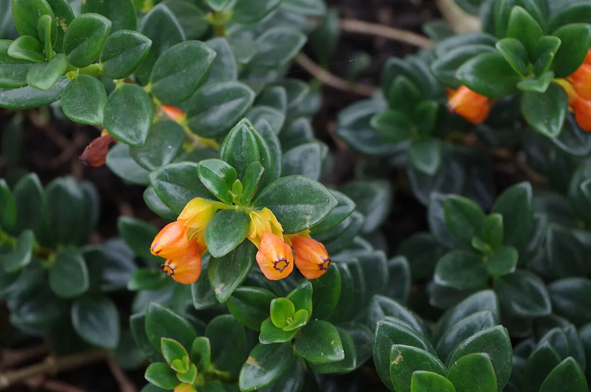 Nematanthus gregarius Kew Gardens.