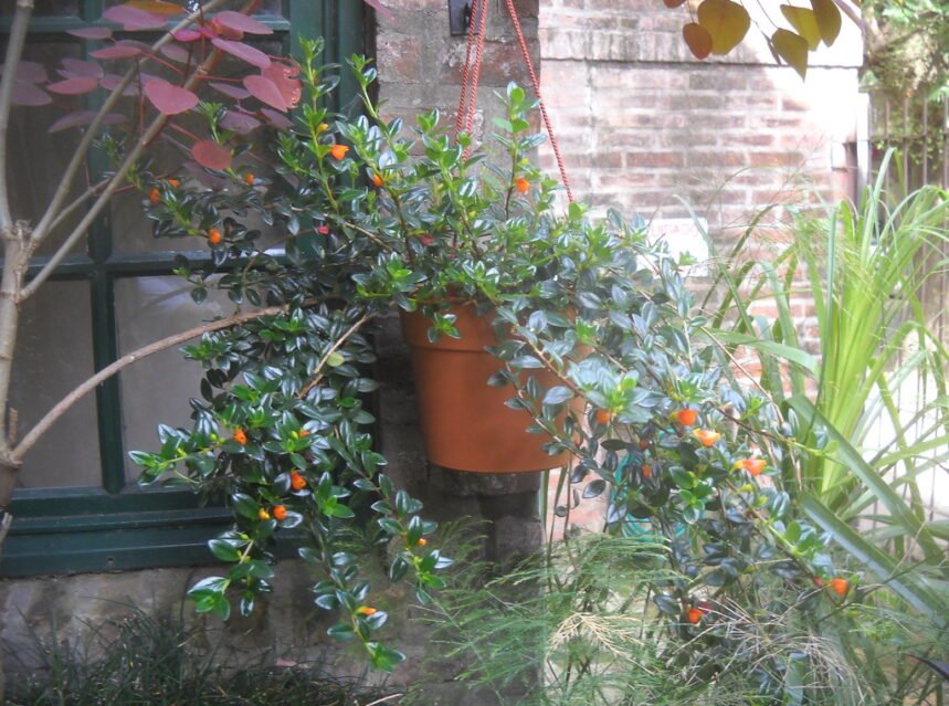 Goldfish Plant
