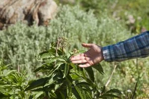 How to Grow Gooseberries