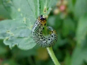 Gooseberry Sawfly