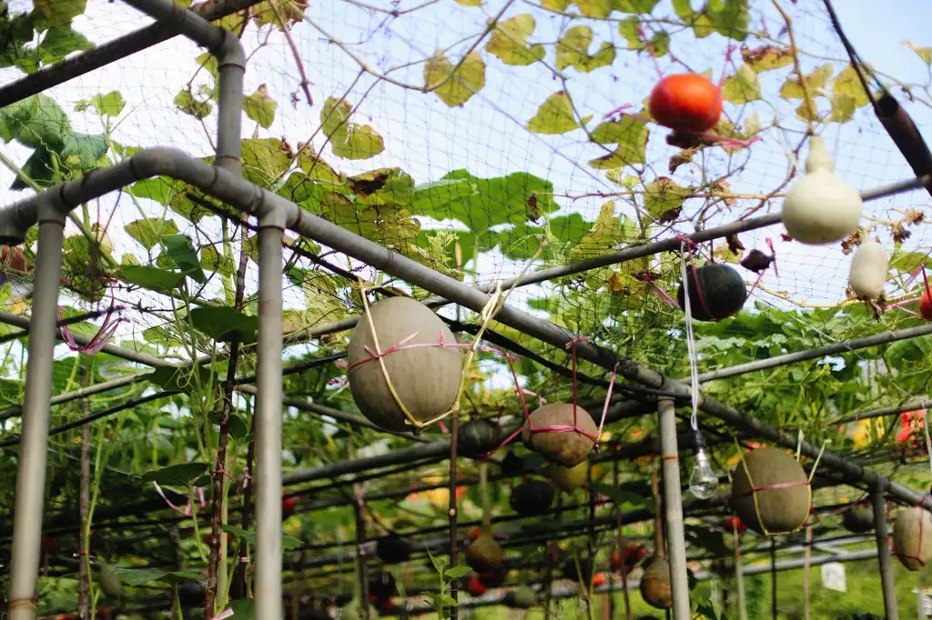 Gourds — Gardening Guider