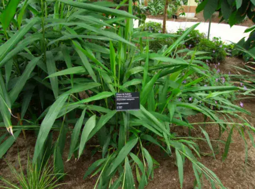 Broad-leaved grains of paradise plants in a botanic garden bed beside a black name label