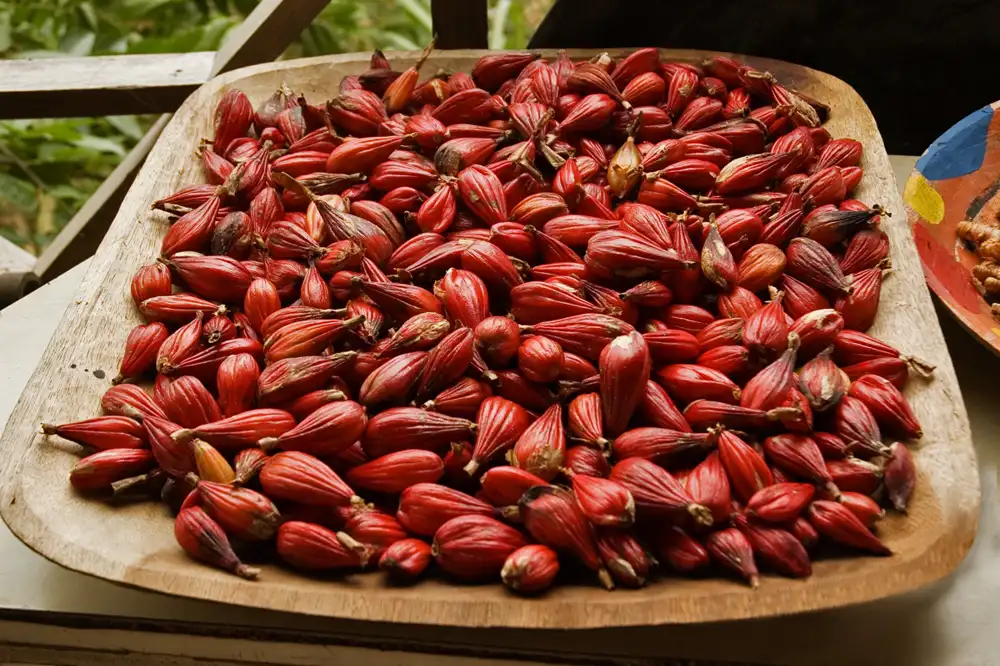 Ripe red grains of paradise pods gathered in a wooden tray