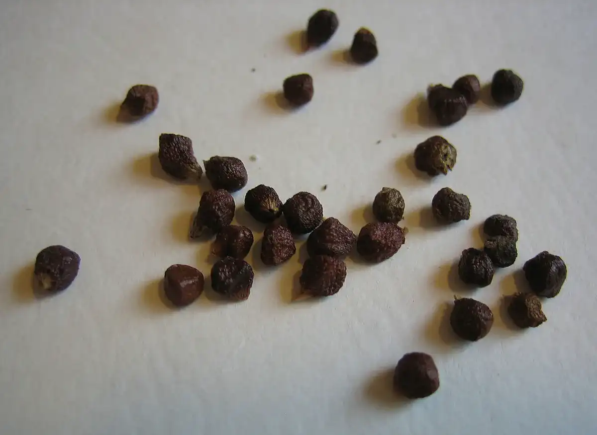 Dark reddish-brown grains of paradise seeds scattered on a pale surface