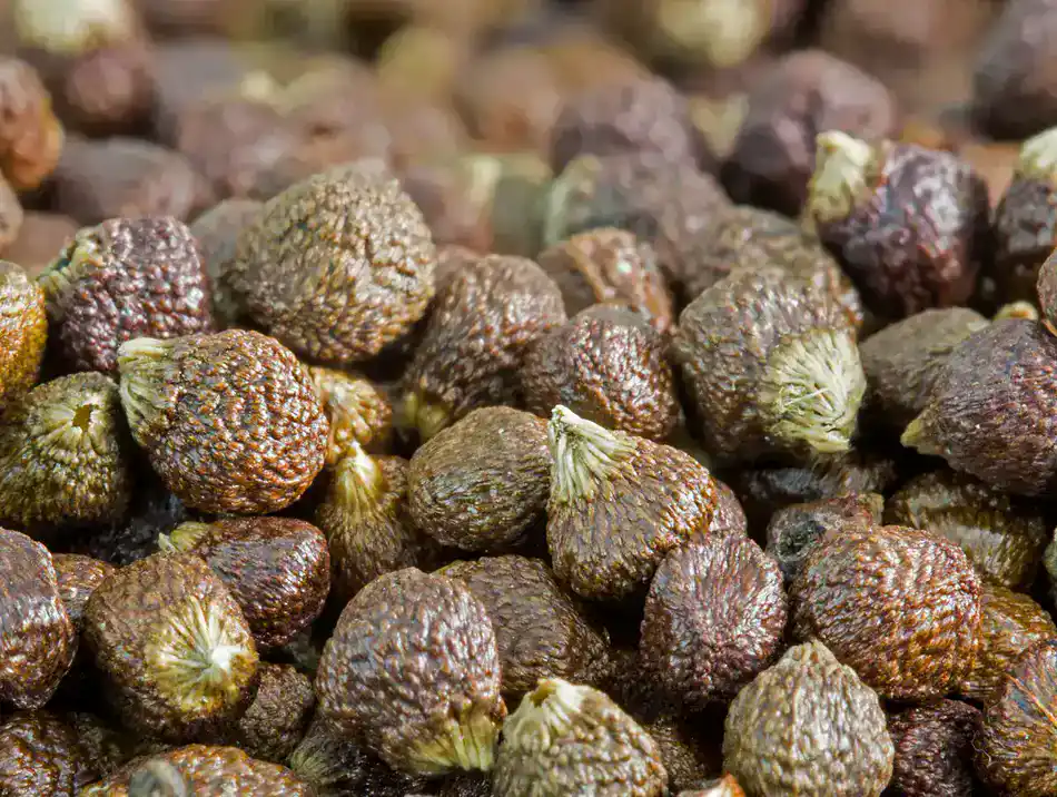 Close-up of textured brown grains of paradise seeds used as a peppery spice
