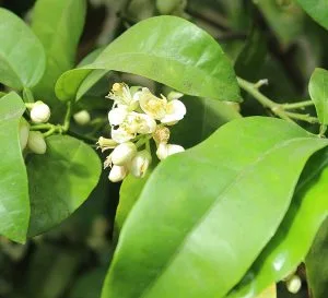 How to Grow a Grapefruit Tree