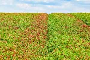 Green Manure