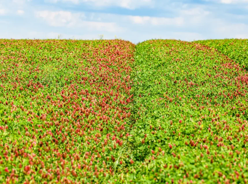Green manure