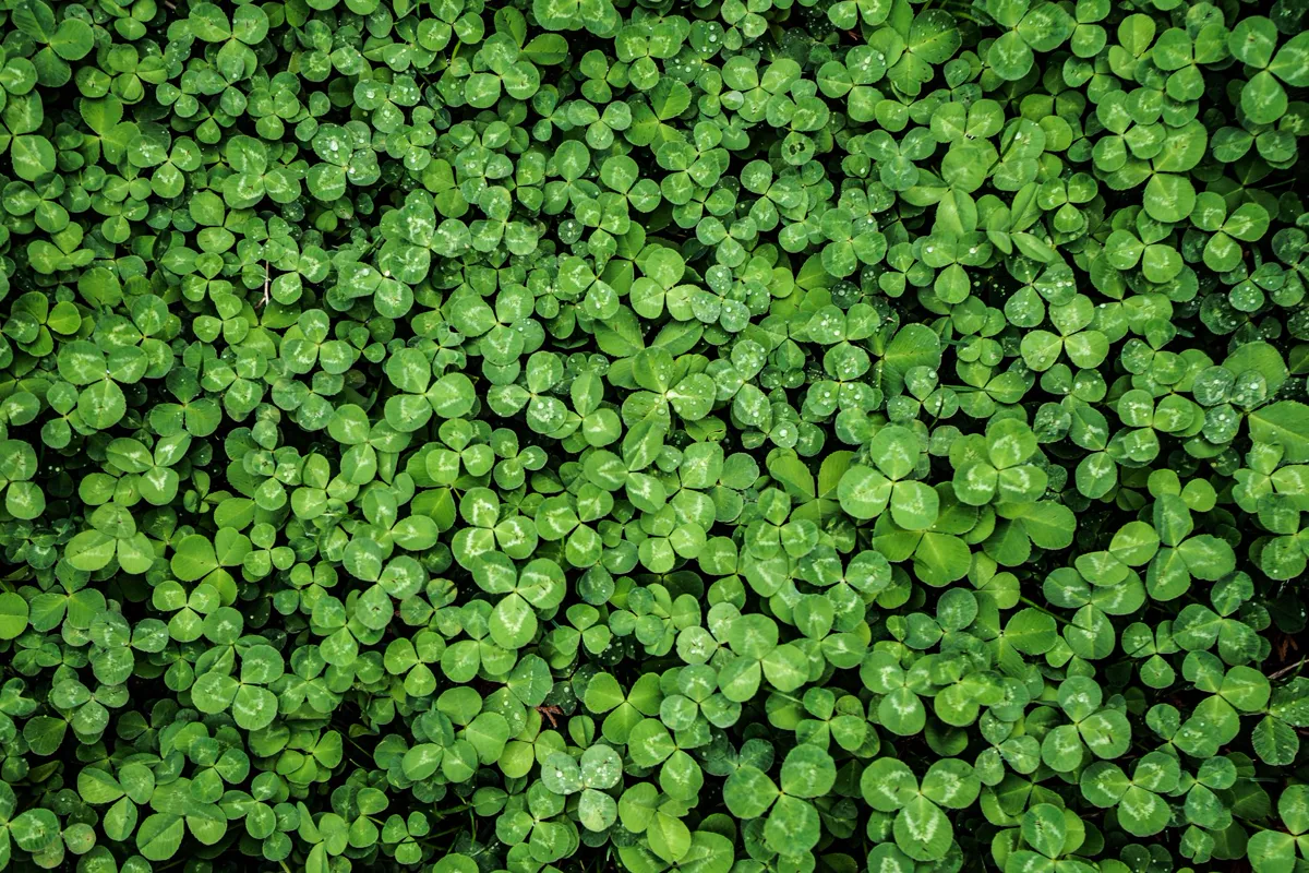 Green clover leaves creating a dense, natural pattern with dew drops.