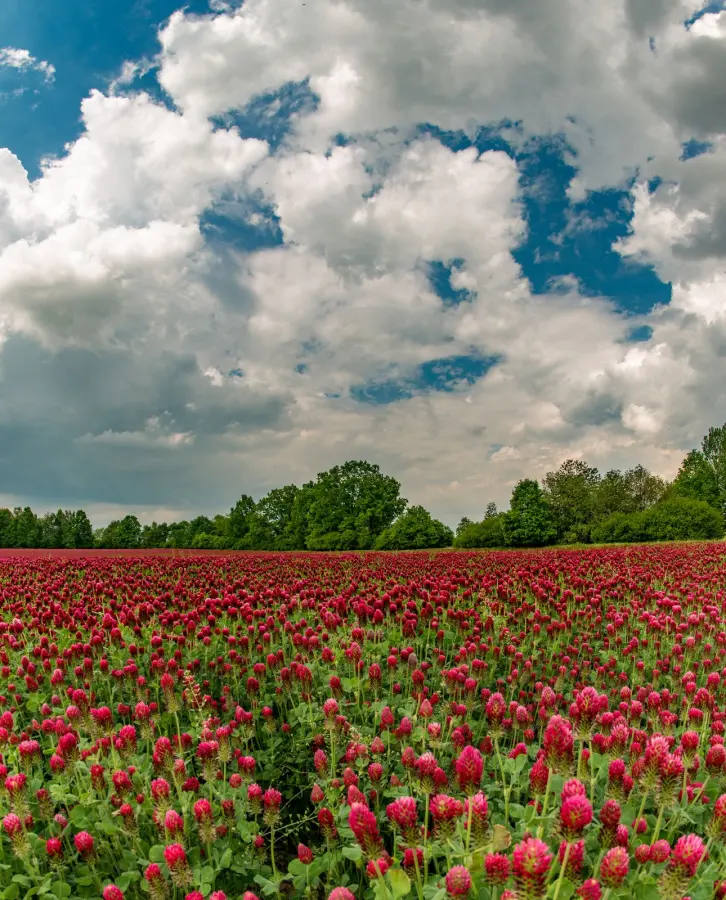 Crimson clover in full flower in a field, grown as a cover crop