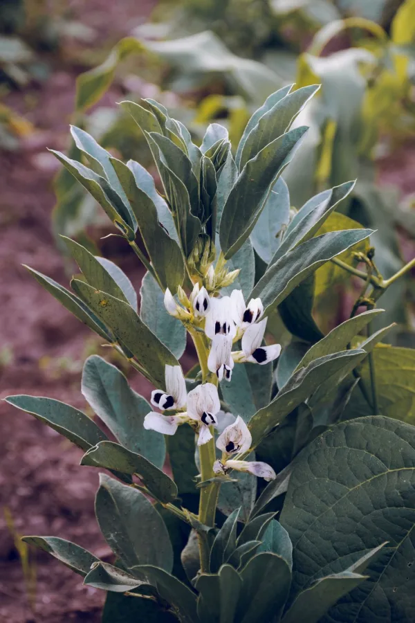 Field bean plant coming into flower with white black-marked blooms and grey-green leaves