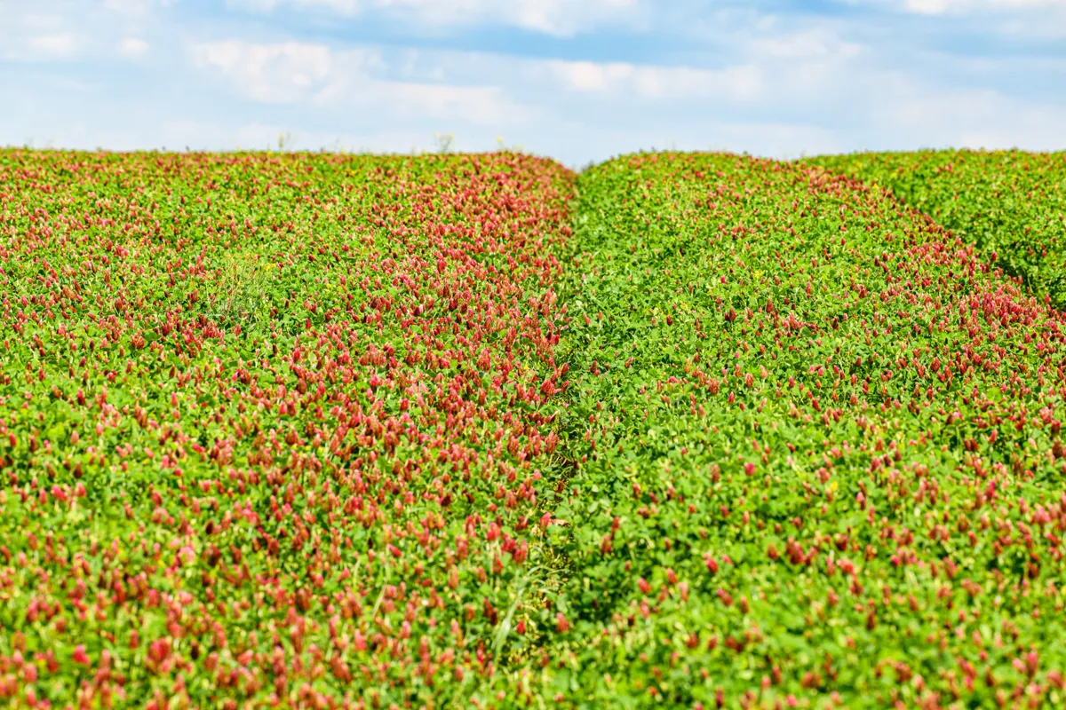 Field sown with a red and green green-manure crop