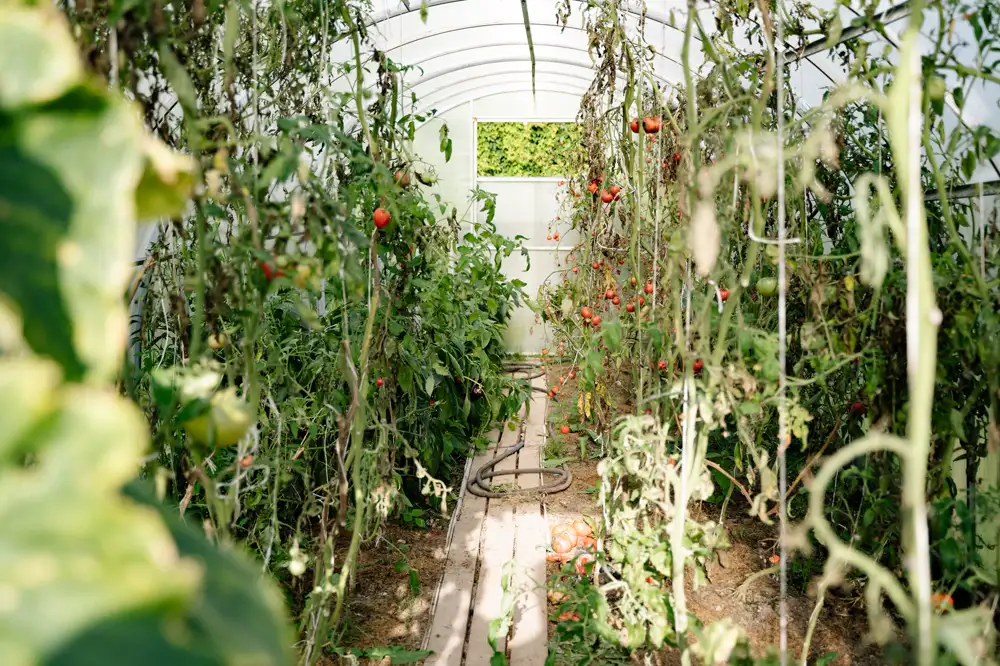 Greenhouse Equipment — Gardening Guider