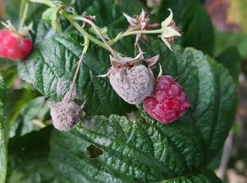 Raspberries on the cane furred with grey mould beside one healthy red fruit